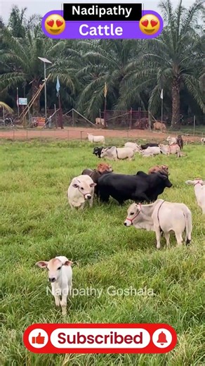 World’s Smallest Cows that grow in homes | Nadipathy Cattle Just 1-2 Feet Tall