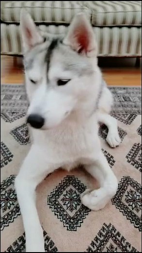 HUSKY Learns the Truth About How to Take a Dog's Temperature!