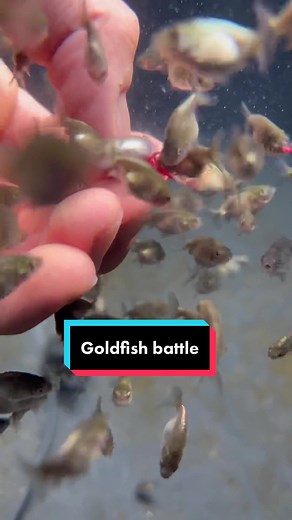 Do Goldfish Like Bloodworms? Learn How to Feed Your Aquarium Fish Properly!
