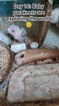 Day 16: 4 Baby parakeets are exploring the world around them 😊