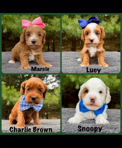 Monarch Labradoodles on Instagram: "Millie’s “Snoopy” litter is so tiny and adorable. They just keep getting cuter and cuter. Their little personalities are so sweet! They love playtime and snuggles. They will be micro-minis. They are going to be a great addition to any family! ❤️🥰❤️🥰❤️ #charliebrown #snoopy #marcie #lucy #microminis #love #bestfriend #family #puppylove #instapuppies #sweet #adorable #cuddles #hugs #kisses #instagood #instagood #instadaily #bestoftheday #photooft