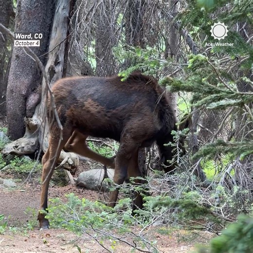 Hikers in Colorado had an unexpected encounter when they stumbled upon a baby moose in the woods. 🫎 The National Park Service recommends staying at least 25 yards away from moose. | AccuWeather