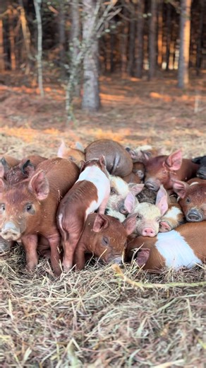 A cute pile of piglets stacked high #pigpile #pasturedpigs #healthy #Virginia #supportlocal
