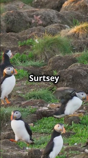 🌋🌊🌋🏝️Surtsey Iceland’s Volcanic Miracle 🇮🇸🔥🌋🏝️