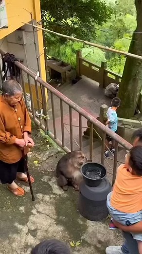 XingXing and Grandma on Instagram: "Xing Xing is a one-armed Tibetan macaque living near a temple in Ninghai, China. She lost her arm in a trap as a young monkey and was later rescued by a Buddhist nun, Grandma Ye. Despite her disability, she thrives in the wild while visiting the temple daily for food and companionship. Xing Xing is known for her gentle nature, even grooming cats. Her story of resilience and kindness has made her an online sensation."