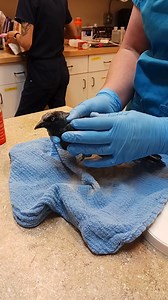 1.6K views · 44 reactions | Let’s cancel glue traps! Every year,...