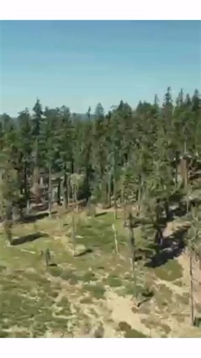 16 reactions | Inspired by our Ponderosa Pine Forests, meet our concrete siding profile: PONDEROSA ✨ Resembling the natural beauty of Ponderosa Pine wood, its color and texture capture the essence of these majestic trees and the hues within the wooden grain. Crafted from fire-resistant concrete. | EverLog Concrete Log Systems | Facebook