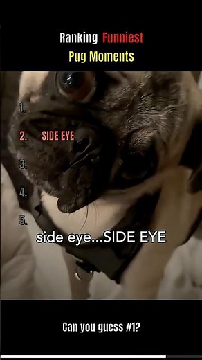 TOP 5 FUNNIEST Pug Moments Part 2 🐶