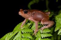 Newly identified species of Tanzanian tree toad leapfrog the tadpole stage and give birth to toadlets