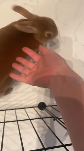 That plush, velvet-like fur is the signature trait of the Mini Rex rabbit! 🐰✨ It's not just soft to the touch—it's a hallmark of their gentle and calm personality. Want to know if a Mini Rex is the right bunny for your home? We've covered everything from their care needs to their charming quirks in our latest article. Tap the link in our bio to read the full guide! 🥬 #MiniRexRabbit #RabbitSoft #VelvetRabbit #BunnyLove #PetGoals #CutePets #RabbitCare #SmallPets #ReelAnimals #ASMR #SatisfyingVid