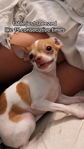 Angry Chihuahua Meme - Table the Dog Sneezing Compilation