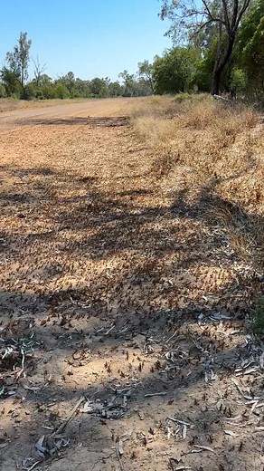 Locust alert for graziers and farmers. ⚠️聯 Locust swarms have been...