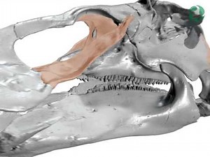 Hadrosaur chewing mechanism visualization using 3D animation
