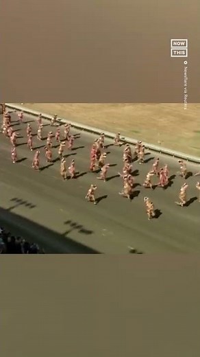 150 People Race in Inflatable T-Rex Costumes 🦖
