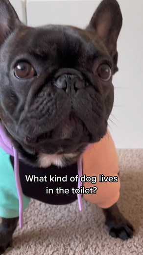 Joke of the day #noritheseaweed #foryoupizza #fypシ #frenchbulldog #frenchie #fyp #frenchielife #dog #puppy #frenchiesoftiktok #dogsoftiktok #petsoftiktok #pet #pup #frenchiesociety #norithefrenchie #joke #shihtzu