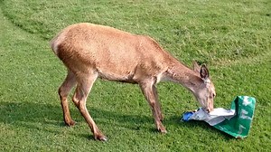 2.4K views · 77 reactions | ANIMAL OF THE WEEK NAME: Roo SPECIES:...