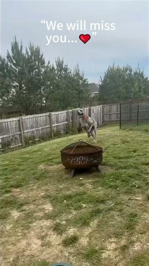 This poor cute dog ❤️😭#love #pets #cute #dog