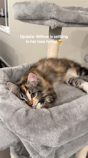Willow the Brave: Siberian Kitten's New Home Journey