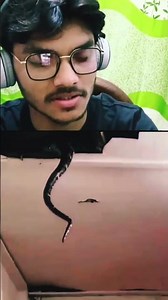 Fast I think this is Python But I am wrong. This is Dainosor🥶☠️#foryou #subscribemychannel