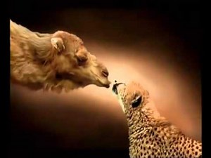 1998 audi a4 commercial