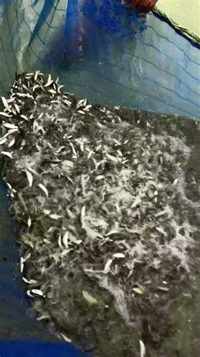 🐟 Grass Carp Fingerlings Harvesting from Pond | Netting Process 🌊