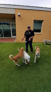 9.6K views · 142 reactions | City of Denton Animal Shelter on Reels | Facebook