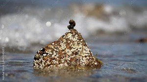 snails stacked on top of each other stay still as water wave crashes and hits them in slow motion, sparkling and shining