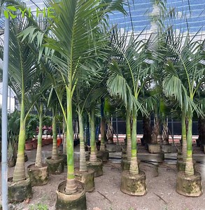 [Hot Item] High Quality Planting Plants Archontophoenix Alexandrae Outdoor Decoration Alexander Palm