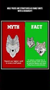 Wolf packs are structured as family units with a hierarchy! #wolf #animals #nature #facts #family