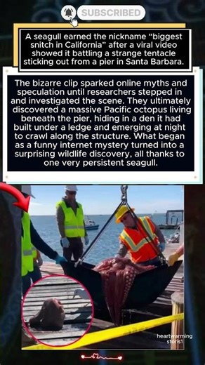 Seagull Accidentally Exposes Giant Octopus Under California Pier