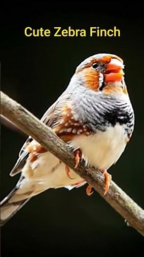Turn the Volume Up… Zebra Finches Are Singing