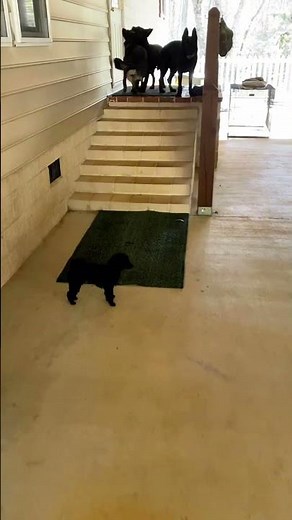 German Shepherds in FLOW Mode...German Shepherd Land