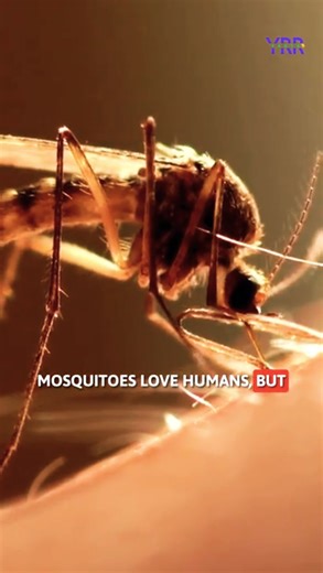Bats Are Eating More MOSQUITOS Than You Think!