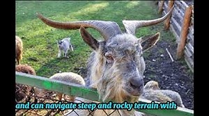 Discover 10 Fascinating Goat Fun Facts Unveiling the Quirky World of Goats