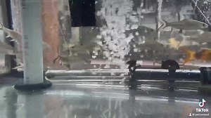 Discover the grace of the Bala Shark, a true gentle giant in the freshwater aquarium world. With its sleek, silver body and peaceful demeanor, this majestic swimmer adds both elegance and serenity to any large tank setting. Despite its name, the Bala Shark is known for its timid nature, thriving in groups and coexisting peacefully with a variety of other fish species. A perfect choice for aquarists looking to create a harmonious underwater community. #BalaShark #AquariumFish #GentleGiants | Pet 