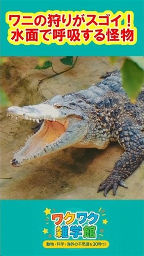 【動物雑学】ワニの狩りがスゴイ！水面で呼吸する怪物！【ワクワク雑学館】 #雑学 #動物 #animals #鰐 #crocodile