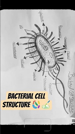 Bacterial cell Structure Easy diagram bacteria 🦠🧫