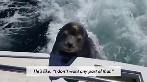 Sea lion hops onto boat for a fishy snack