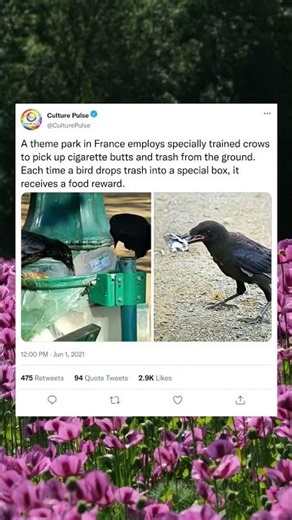 Smarter Than Litterbugs: How Crows Are Cleaning Our Waste #shorts