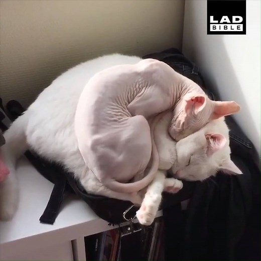 When bae didn't bring a coat and then complains about being cold 🥶🐱 | LADbible