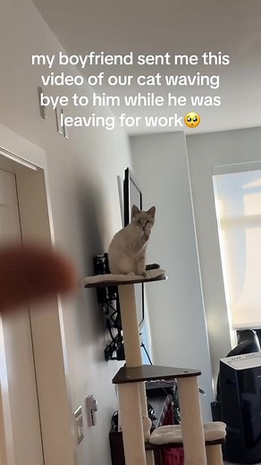 #catsoftiktok #ragdollcat | cat