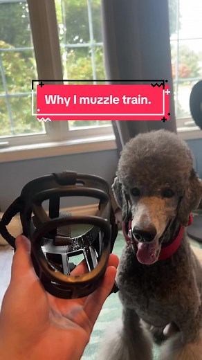 Beneficios del entrenamiento con bozal para perros