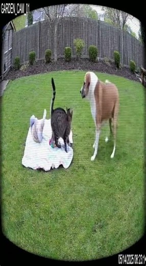 Cat Is The Gurdian Angel Of The baby #cat #catlovers