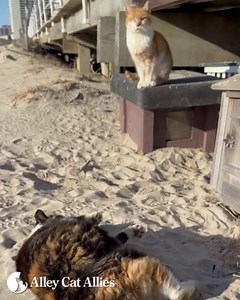 Happy 1st of February from Boardwalk Cats Mikey and Star! Community cats living on the Atlantic City Boardwalk in New Jersey are cared for every day through our Boardwalk Cats Project®. As you can see, they're living the good life in their oceanside outdoor home! Learn more at alleycat.org/BoardwalkCats #Caturday | Alley Cat Allies