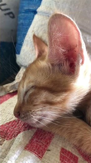 Sleeping time #cat #kitten