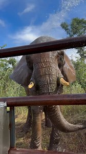 586K views · 41K reactions | Once again, Pupy has been venturing...