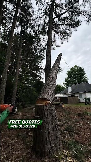 Tree Removal