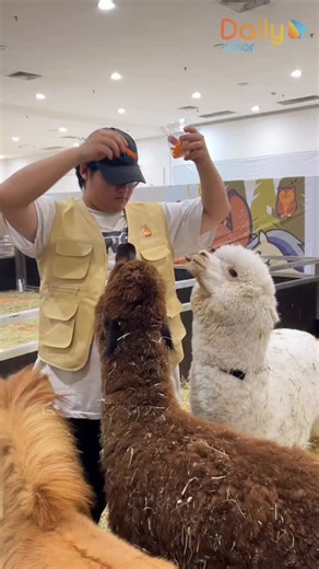 🐾 Guys, jom masuk dunia Petting Zoo paling comel di Sutera Mall JB! Port perfect untuk parents bawa anak, couples dating, atau sesiapa yang nak healing sambil main dengan haiwan manja. Korang boleh sentuh, bagi makan & ambil gambar dekat-dekat! 😍📸 Dibawakan khas oleh Capyba Cafe, Petting Zoo ni penuh dengan haiwan rare super cute macam: 🦙 Alpaca 🐴 Mini Pony 🦫 Capybara 🐑 Valais Blacknose Sheep 🦝 Raccoon 🦤 Ostrich 🪶 Peacock 🐰 Arnab 🐹 Guinea Pig 🦆 Itik 🦎 30 spesies reptilia … dan bany