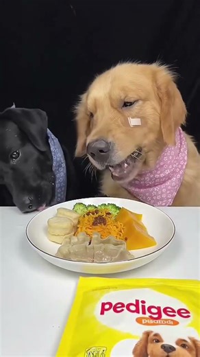 Dog vs Dog eating challenge #food #challenge