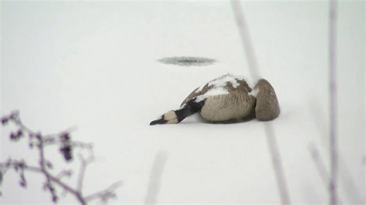 Bird flu: How to handle & dispose of dead birds